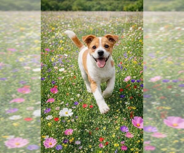 Medium Photo #1 Labrador Retriever-Rhodesian Ridgeback Mix Puppy For Sale in Globe, AZ, USA