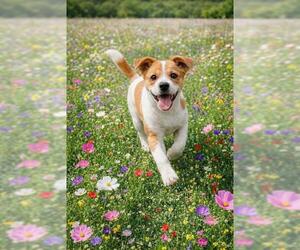 Labrador Retriever-Rhodesian Ridgeback Mix Dogs for adoption in Globe, AZ, USA