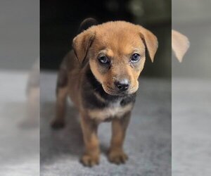 Labrador Retriever-Unknown Mix Dogs for adoption in The Woodlands, TX, USA