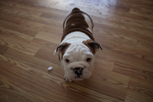 Medium Photo #1 Bulldog Puppy For Sale in BROOKFIELD, WI, USA
