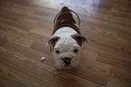 Small Photo #1 Bulldog Puppy For Sale in BROOKFIELD, WI, USA