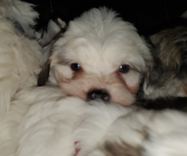 Medium Photo #7 Bernedoodle (Miniature) Puppy For Sale in LEETONIA, OH, USA