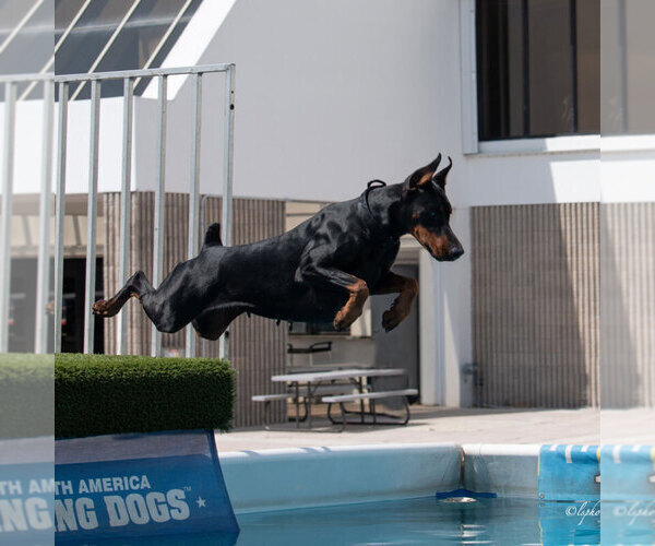 Medium Photo #14 Doberman Pinscher Puppy For Sale in FORT LAUDERDALE, FL, USA