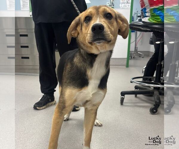 Medium Photo #1 Retriever -Unknown Mix Puppy For Sale in Washington, DC, USA