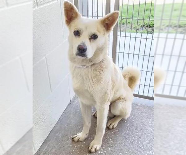 Medium Photo #2 Chihuahua-Unknown Mix Puppy For Sale in Houston, TX, USA