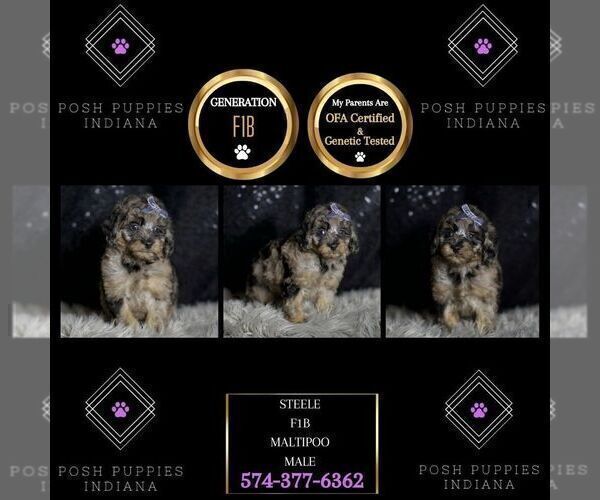 Medium Photo #95 Maltipoo Puppy For Sale in WARSAW, IN, USA