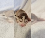 Puppy Lily Alaskan Malamute
