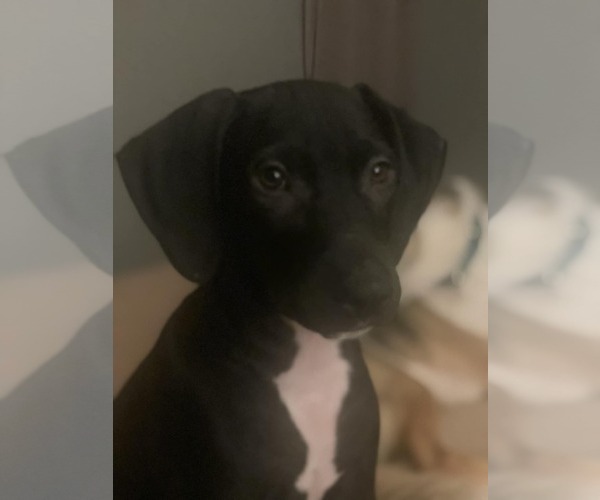 Medium Photo #3 Mutt Puppy For Sale in Sheboygan, WI, USA