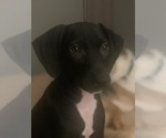 Small #2 Mutt