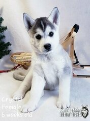 Siberian Husky Puppy for sale in LA VALLE, WI, USA