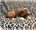 Small #4 Australian Shepherd