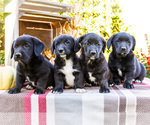 Litter of 4 - Male(s) and Female(s) Golden Retriever-Pembroke Welsh Corgi MixLitter of Puppies for Sale - Small photo