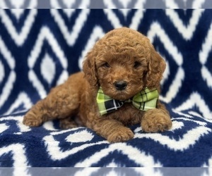 Cockapoo Puppy for sale in LAKELAND, FL, USA