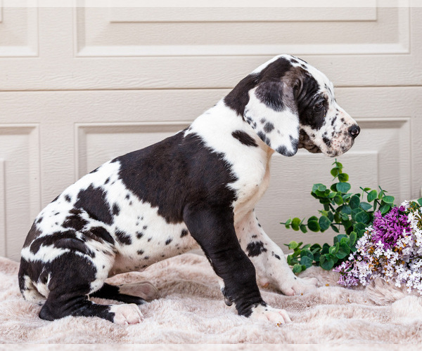 Medium Photo #11 Great Dane Puppy For Sale in WAKARUSA, IN, USA