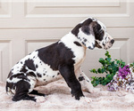 Small #10 Great Dane