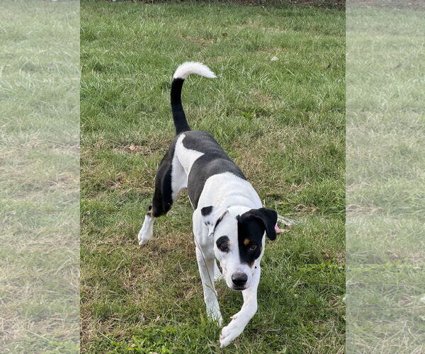 Medium Photo #5 Mutt Puppy For Sale in Germantown, OH, USA