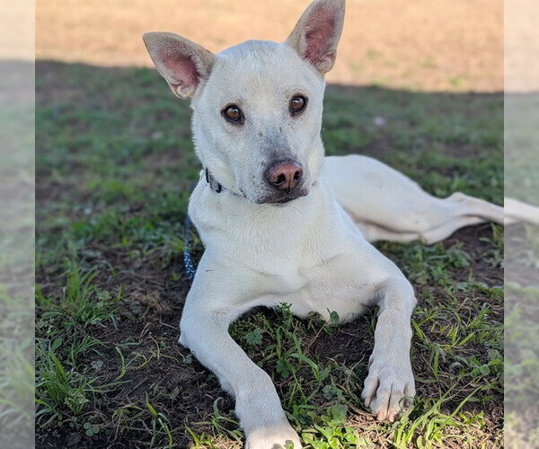Medium Photo #1 Mutt Puppy For Sale in Ocala, FL, USA