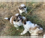 Small Photo #41 Shih Tzu Puppy For Sale in VENETA, OR, USA
