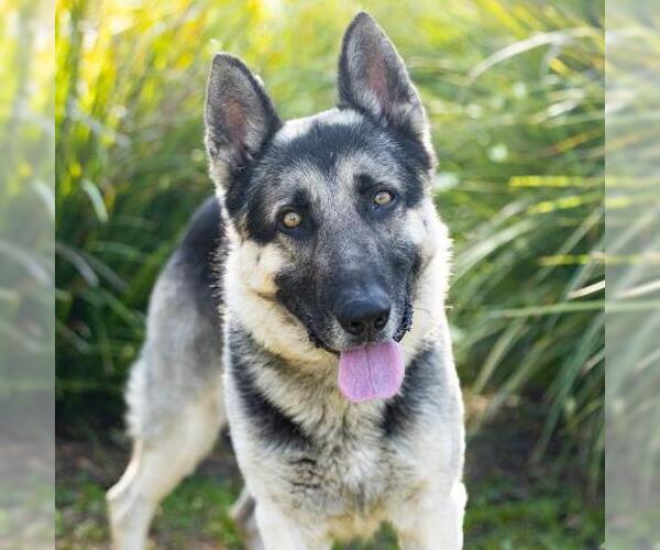 Medium Photo #2 German Shepherd Dog Puppy For Sale in Camarillo, CA, USA