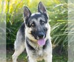 Small #1 German Shepherd Dog