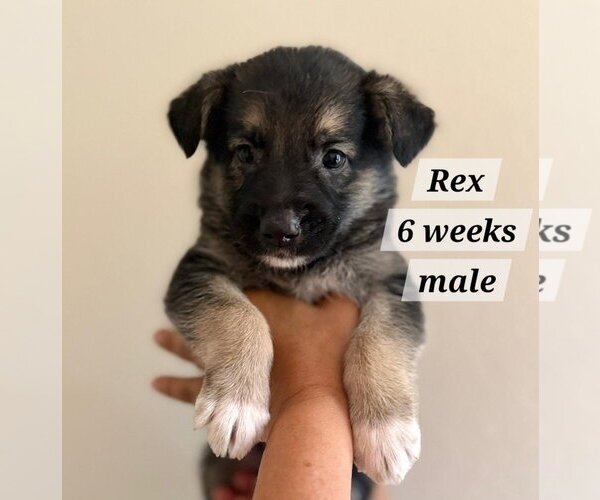 Medium Photo #1 Chihuahua-Norwegian Elkhound Mix Puppy For Sale in Virginia Beach, VA, USA