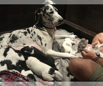 Small Photo #7 Great Dane Puppy For Sale in ANAHEIM, CA, USA