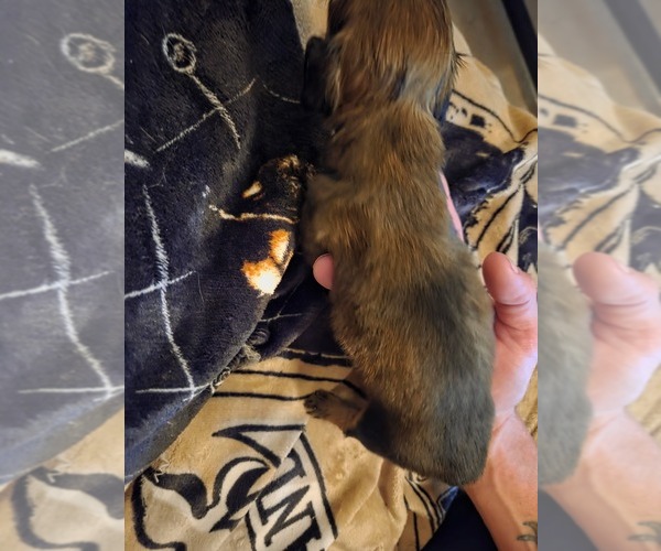 Medium Photo #1 Dachshund Puppy For Sale in NORFOLK, VA, USA