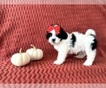 Puppy Oreo ShihPoo