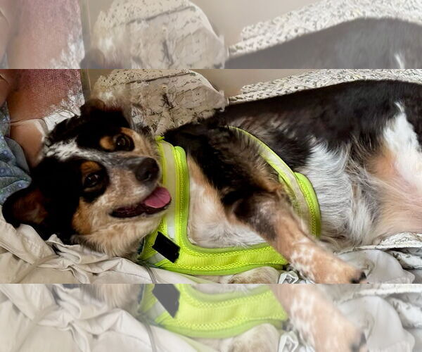 Medium Photo #5 Mutt Puppy For Sale in Winter Park, CO, USA