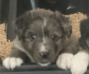 Australian Shepherd Puppy for sale in SUNNYVALE, CA, USA