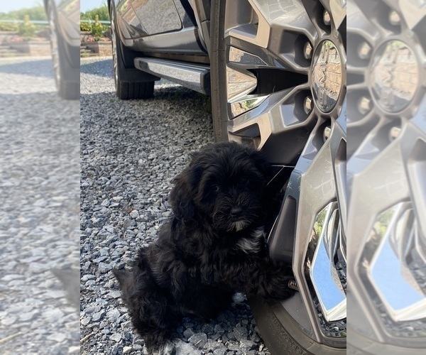 Medium Photo #1 Lhasa Apso-Poodle (Toy) Mix Puppy For Sale in CANOGA, NY, USA