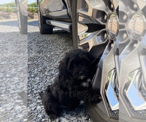 Lhasa Apso-Poodle (Toy) Mix Puppy for sale in CANOGA, NY, USA