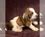 Puppy Pink Collar Basset Hound