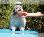 Small #3 Poodle (Toy)