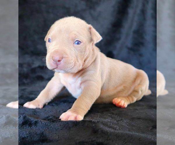 Medium Photo #5 American Bully Puppy For Sale in PALMDALE, CA, USA
