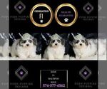 Small #1 Maltipoo
