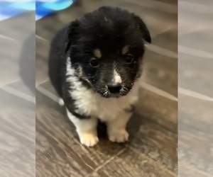 Cardigan Welsh Corgi Puppy for sale in TEXARKANA, AR, USA