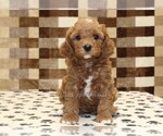 Small #2 Cavapoo (Miniature)
