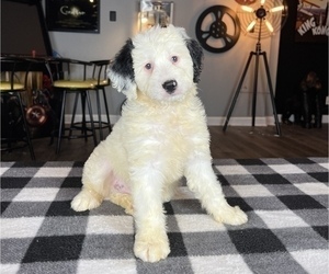 Bernedoodle (Miniature) Puppy for sale in FRANKLIN, IN, USA
