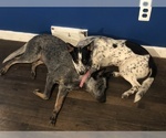 Small Photo #3 Australian Cattle Dog Puppy For Sale in PLYMOUTH, MI, USA