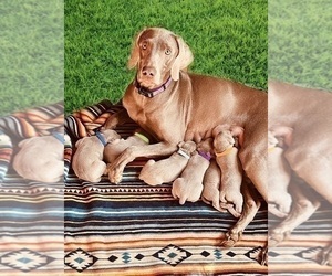 Weimaraner Puppy for sale in WAVERLY, NY, USA