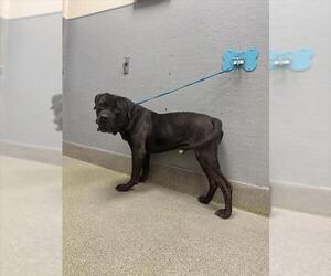 Mutt Dogs for adoption in Las Vegas, NV, USA