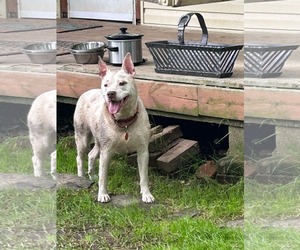 Asia - Female American Pit Bull Terrier Dog for Adoption - Photo #4