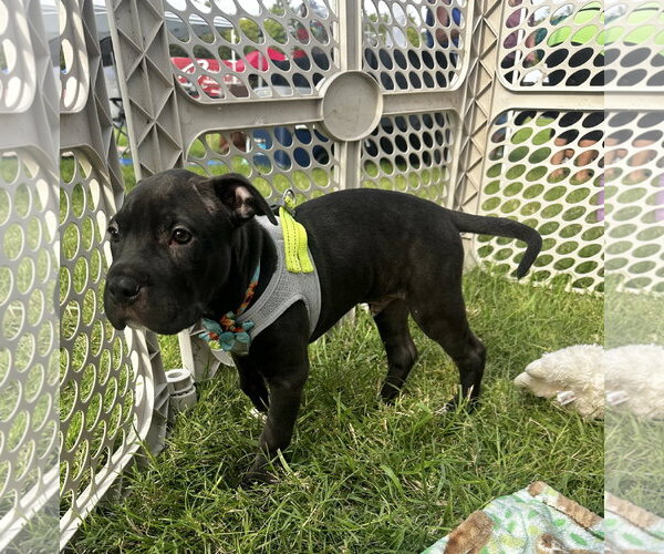 Medium Photo #2 American Pit Bull Terrier-Unknown Mix Puppy For Sale in Germantown, OH, USA