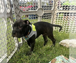 Frappuccino - Male American Pit Bull Terrier-Unknown Mix Dog for Adoption - Photo #2