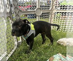 Small #1 American Pit Bull Terrier Mix