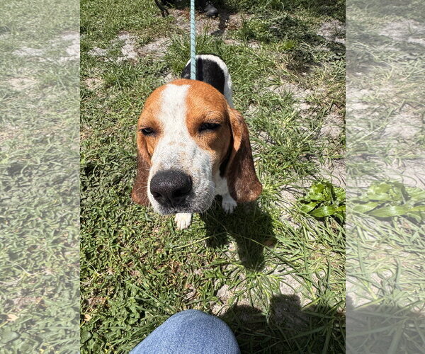 Medium Photo #2 Beagle Puppy For Sale in Sanford, FL, USA