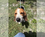 Small #1 Beagle
