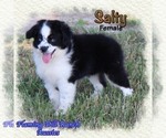 Small #1 Miniature Australian Shepherd