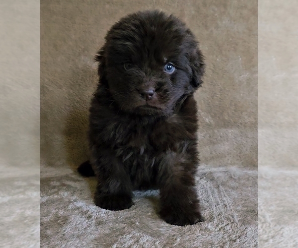 Medium Photo #1 Newfoundland Puppy For Sale in CAMBRIDGE, NE, USA